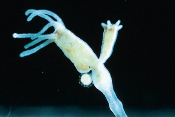 Ссылка на кракен в тор на сегодня